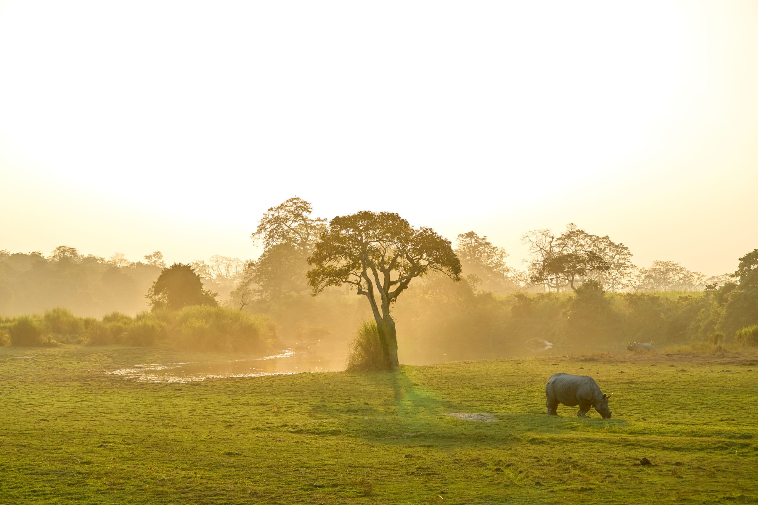 Serene wildlife scene at Kaziranga National Park