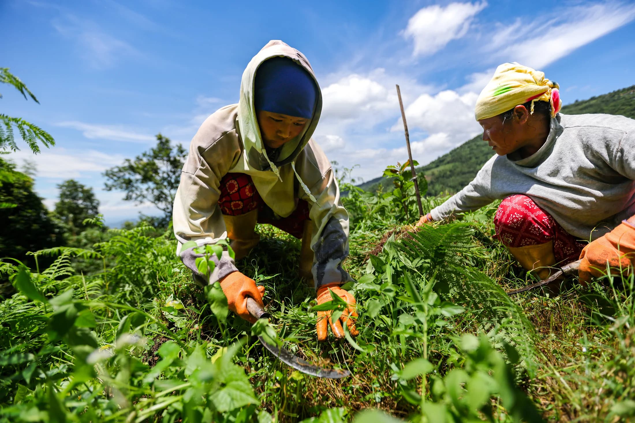 Farmers tending a field in Jitpur