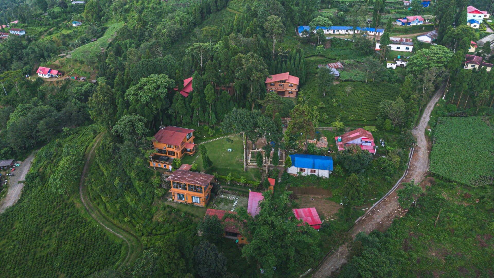 A Morning in Ilam's Tea Gardens
