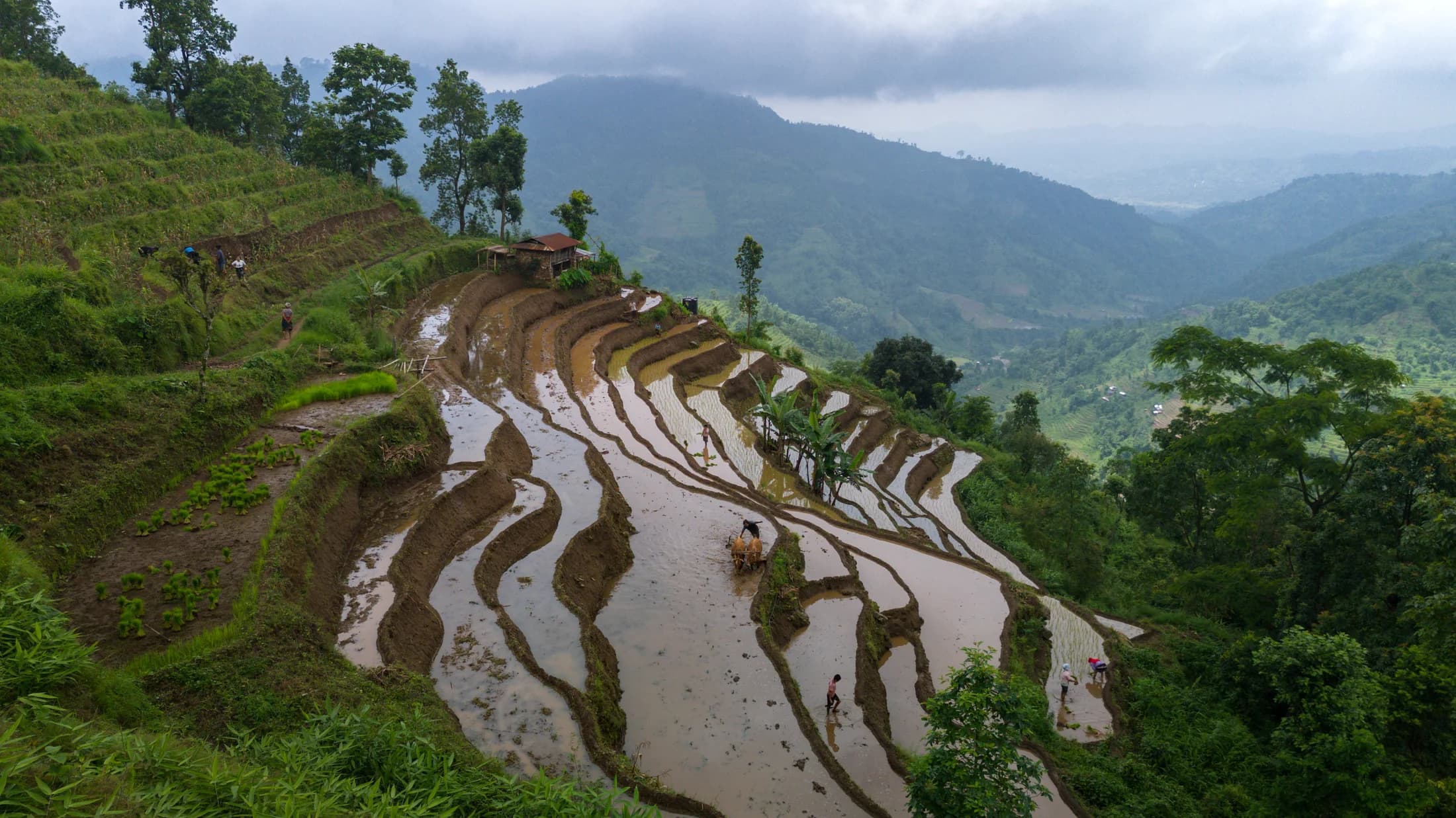 Terraced fields and green hills in Jitpur