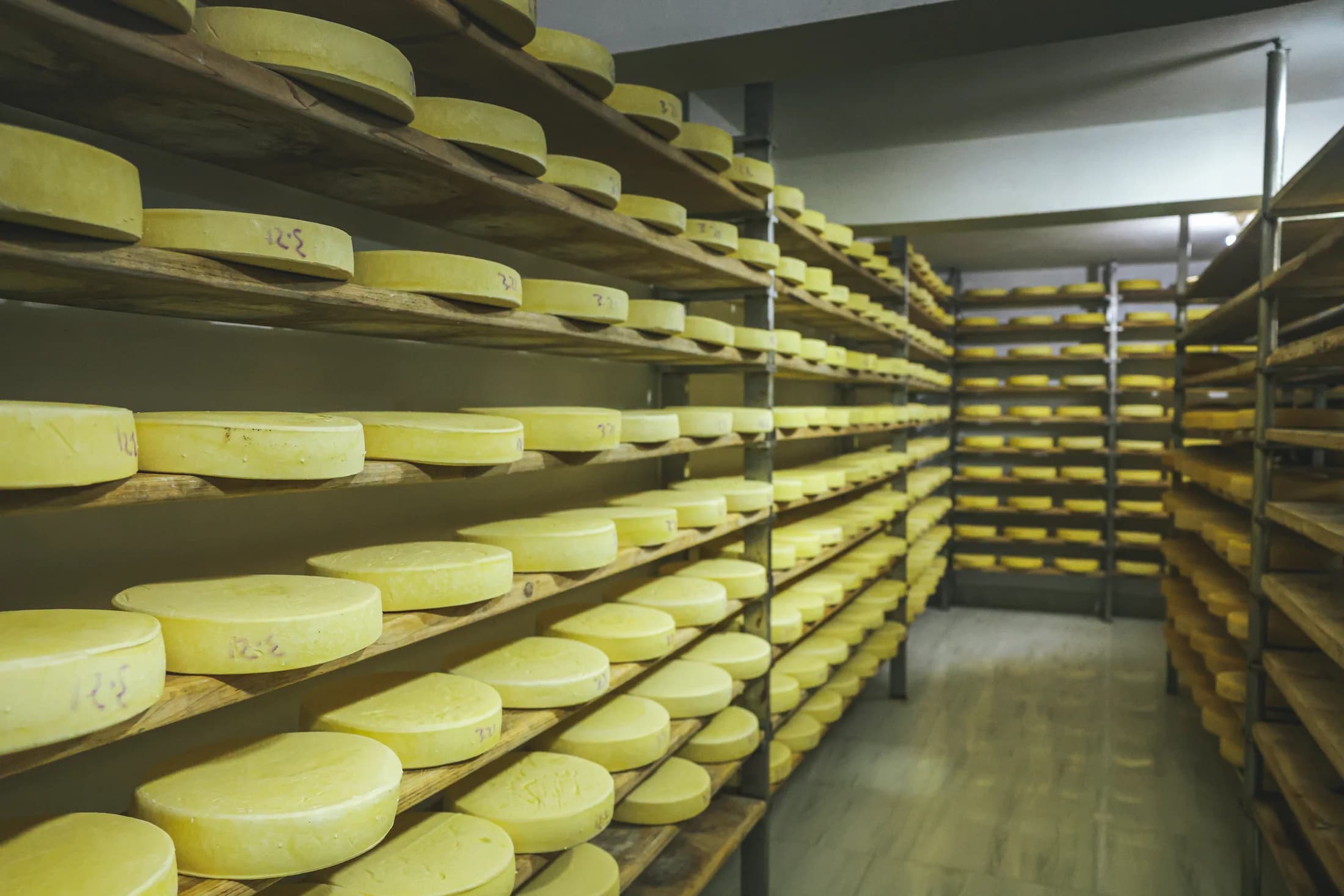 Cheese maturing on wooden shelves at Lucky Dairy