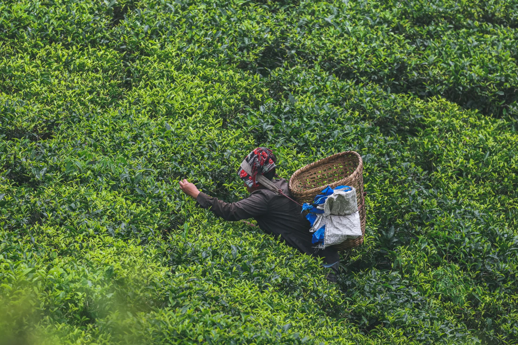 Tea being harvested by hand