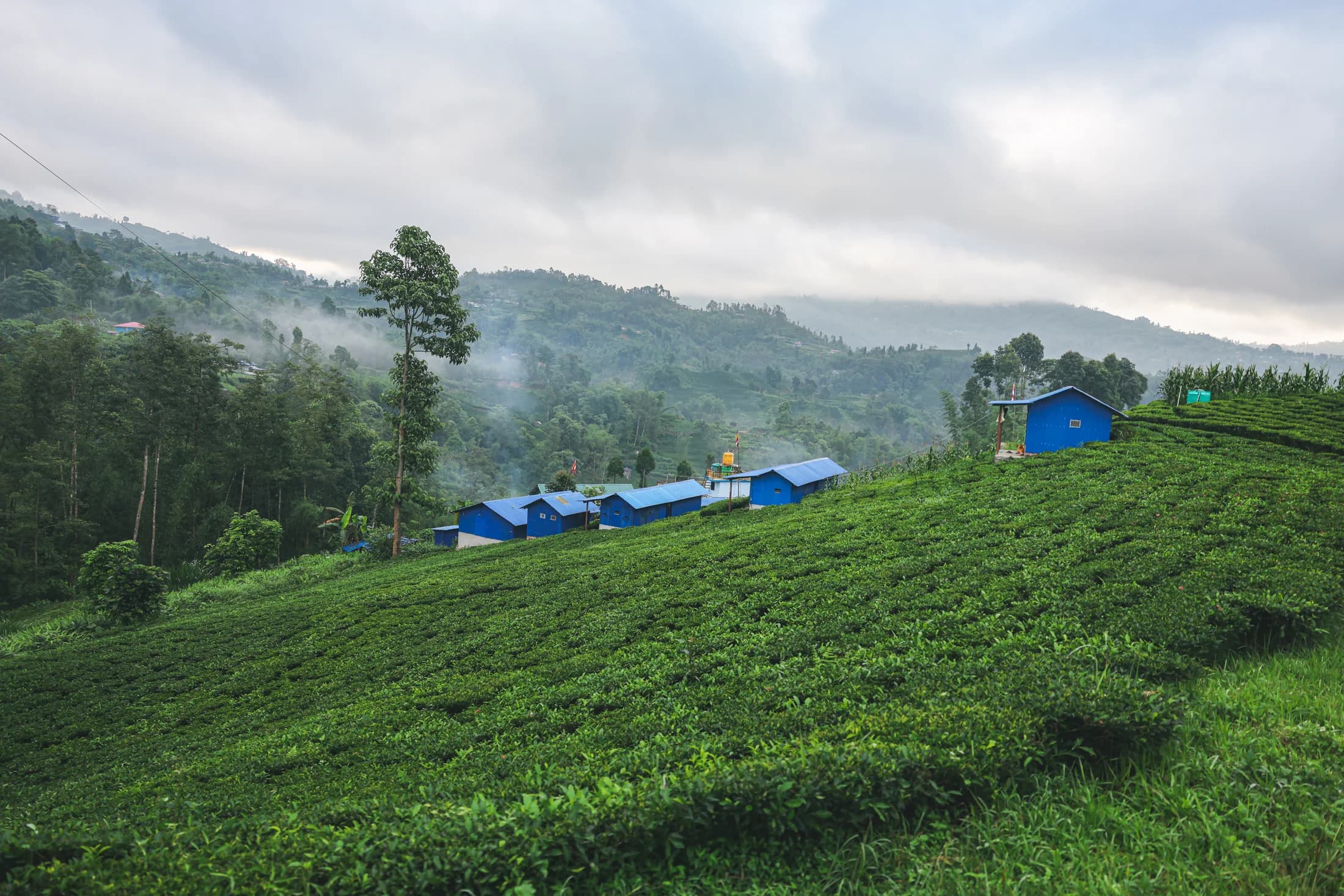 A walking landscape through tea-covered hills